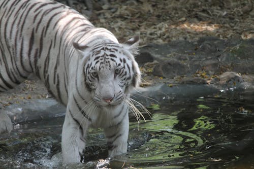 Photos gratuites de tigre blanc