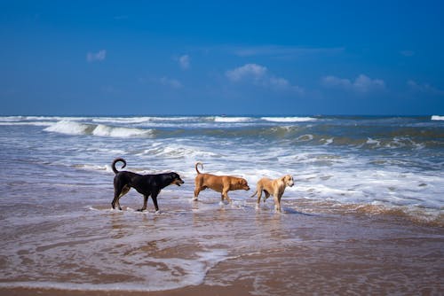 Dogs on Sea Shore