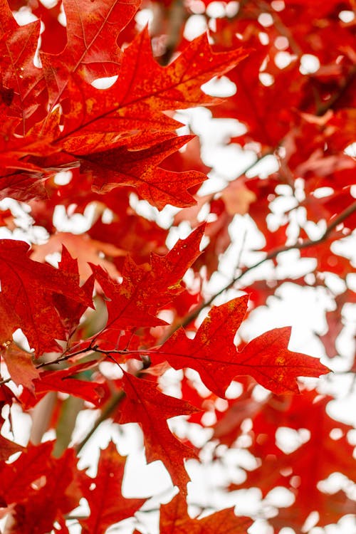 Close-up of Red Maple Leaves