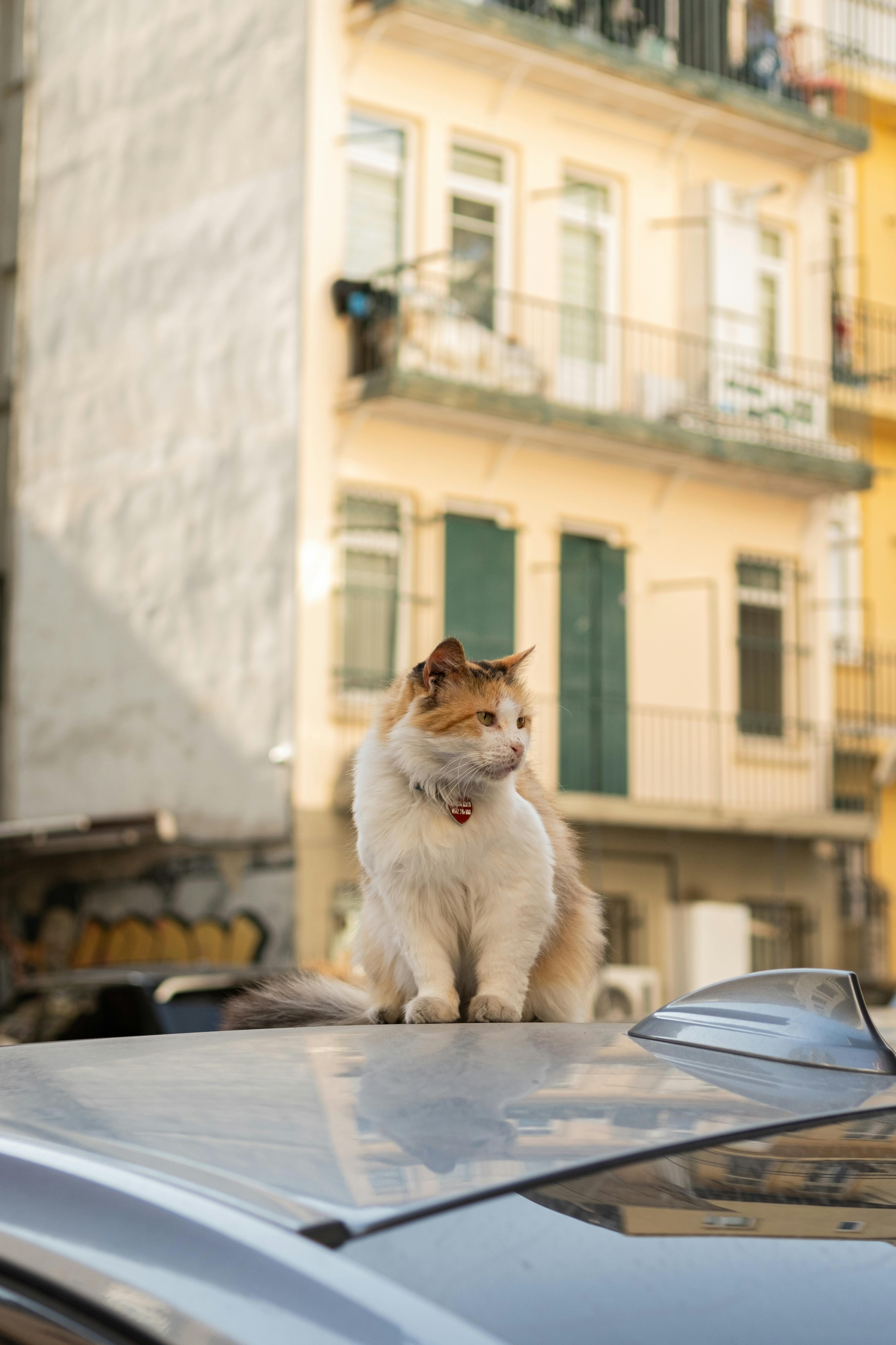 A fluffy cat sits on a car roof against an urban apartment backdrop, sunlight enhances the scene.