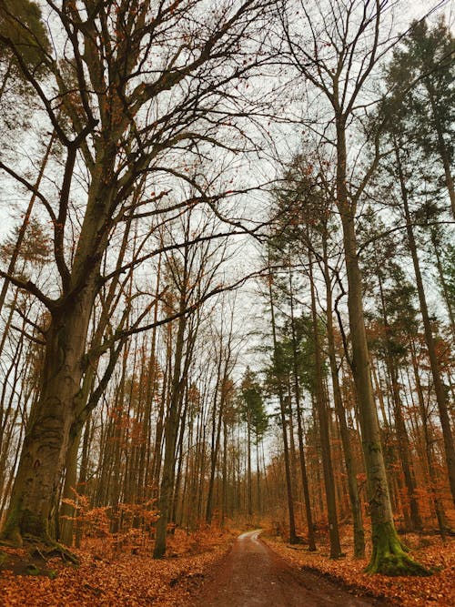 Kostenloses Stock Foto zu bäume, feldweg, fußweg