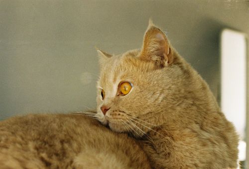 Free A detailed close-up of a ginger cat with bright eyes looking to the side, indoors. Stock Photo