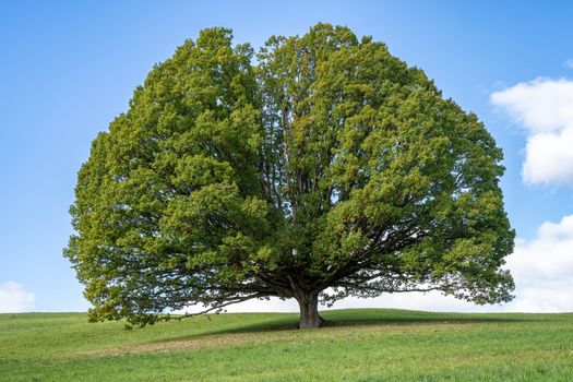 Single Large Tree Growing on a Hayfield