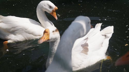 Fotobanka s bezplatnými fotkami na tému kačica