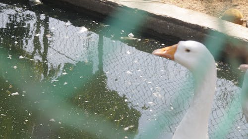 Fotobanka s bezplatnými fotkami na tému kačica