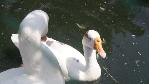 Fotobanka s bezplatnými fotkami na tému kačica