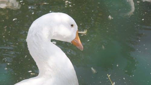 Fotobanka s bezplatnými fotkami na tému kačica