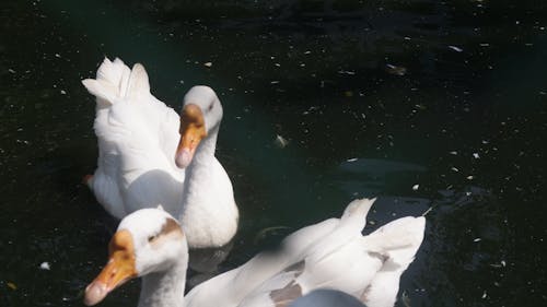 Fotobanka s bezplatnými fotkami na tému kačica