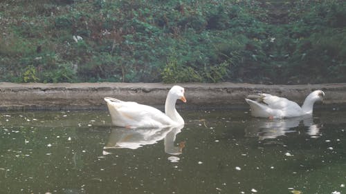 Fotobanka s bezplatnými fotkami na tému kačica