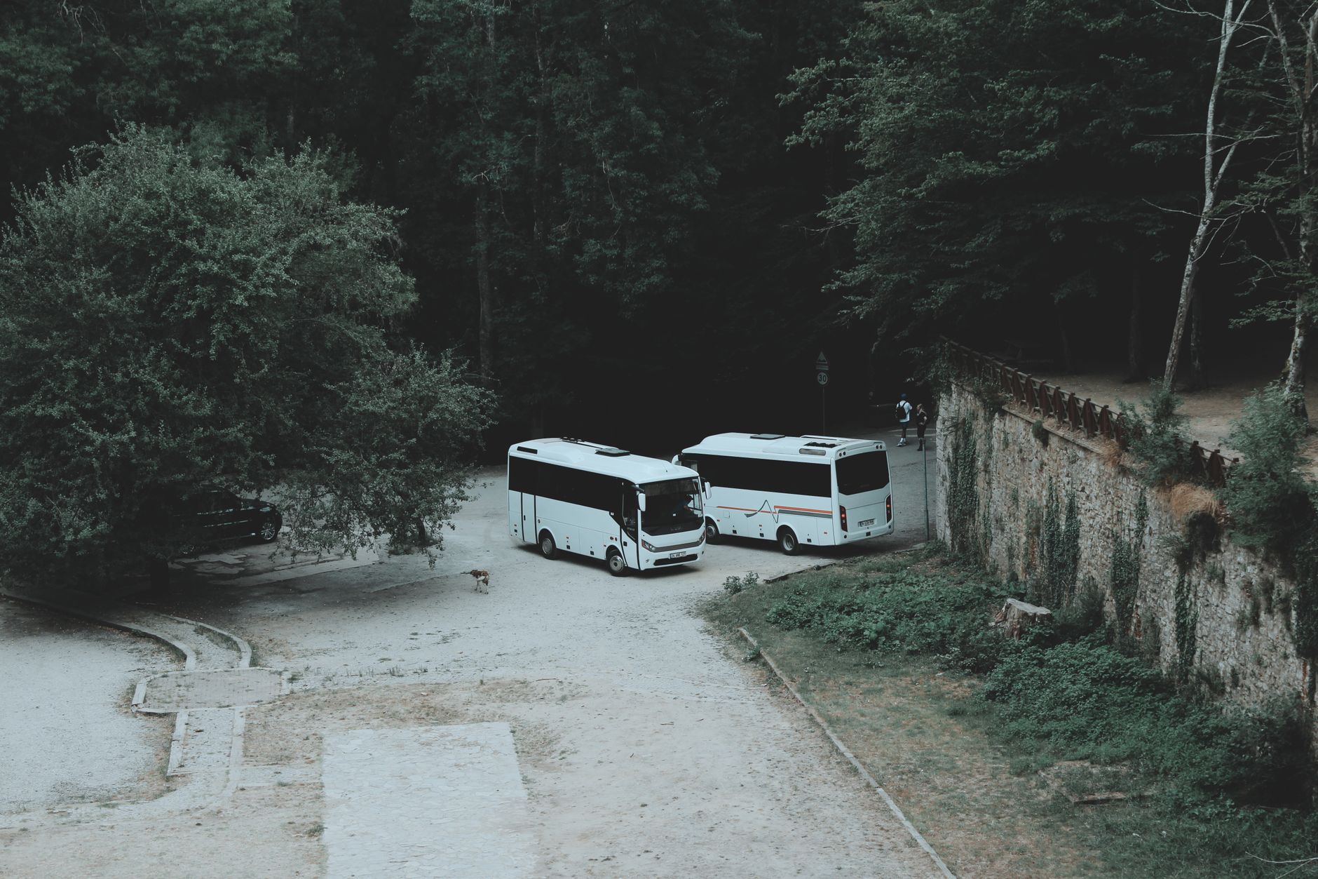 Two white buses parked in a rural forest area near an old stone wall, viewed from above.