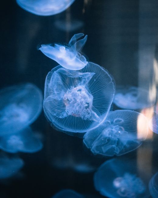 Captivating view of jellyfish gliding gracefully underwater with ethereal lighting.