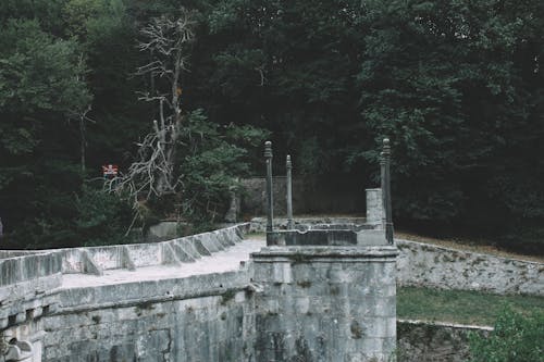 Immagine gratuita di boschi, foresta, marciapiede