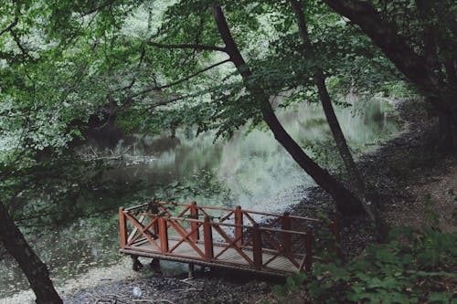 川, 木, 木製の無料の写真素材