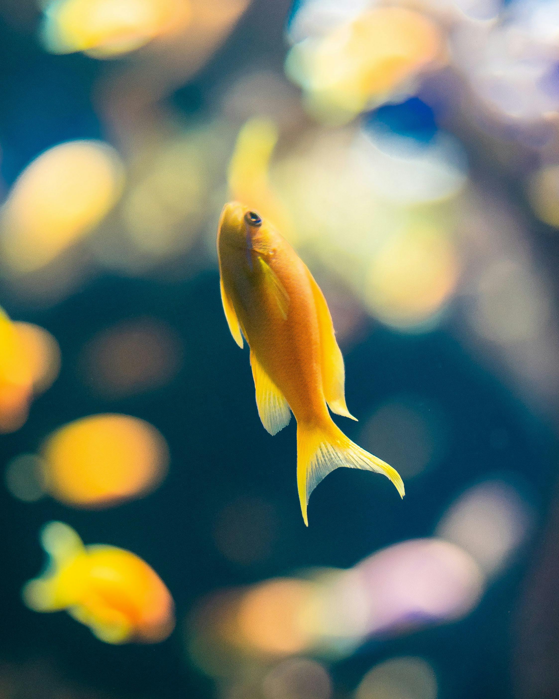 Free stock photo of aquarium, fish, underwater
