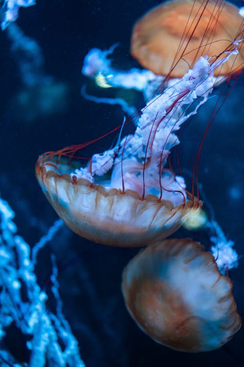 Подводная фотография медуз