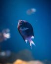 在水下水族馆的环境中，充满活力的鱼优雅地游动着，展示着它们绚丽的色彩