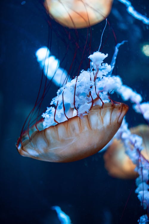 Fotografia Subacquea Di Meduse Marroni