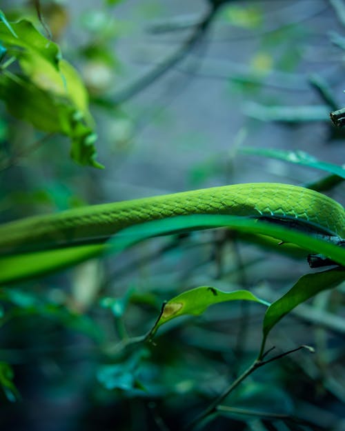 Základová fotografie zdarma na téma barva, detail, divočina