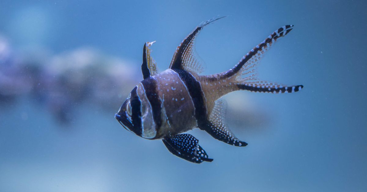 Fish Stuiped Striped Fish · Free Stock Photo