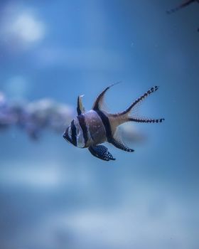 fish photo