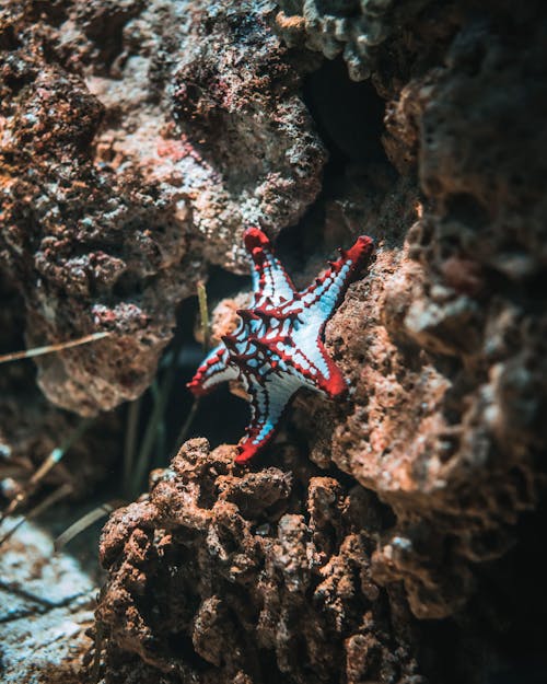 Estrella De Mar En Piedra Marrón