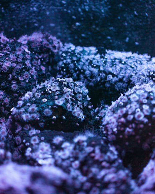 免费 水下海洋生物的微透镜摄影 素材图片