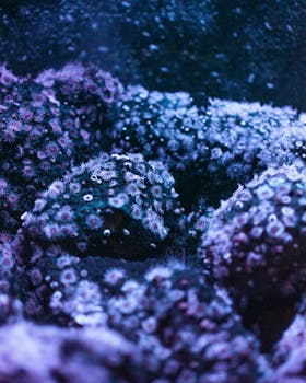 充满活力的水下珊瑚礁环境中，特写镜头捕捉了海洋生物栖息的彩色珊瑚