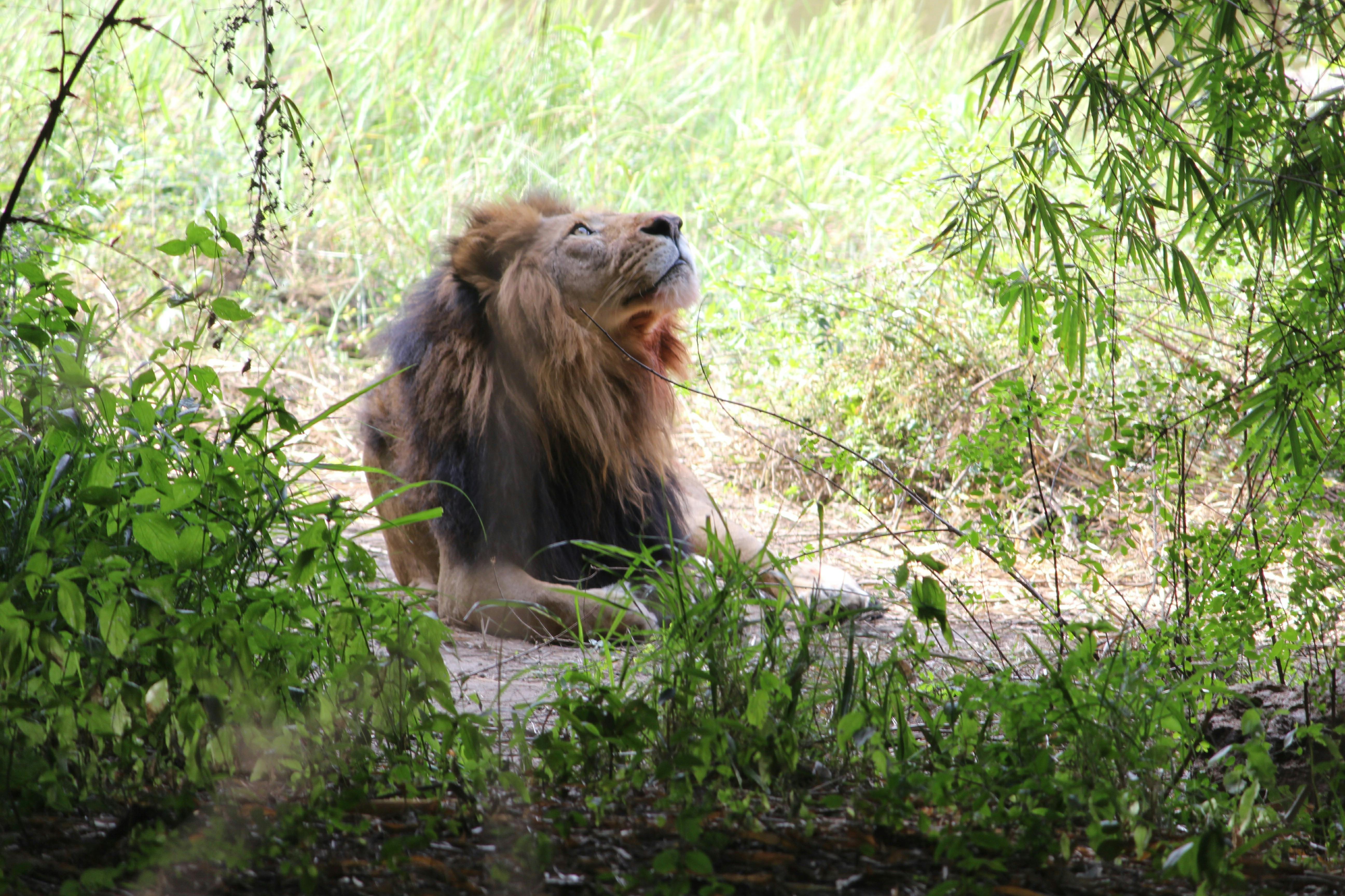 Free stock photo of king of the jungle, Leo, lion