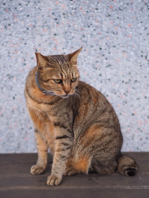 Imagine de stoc gratuită din animal de casă, colier, domestic