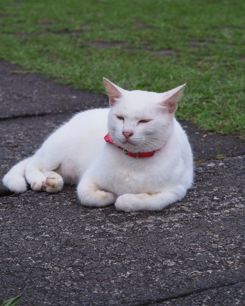 Gratis lagerfoto af dyrefotografering, hvid kat, kæledyr