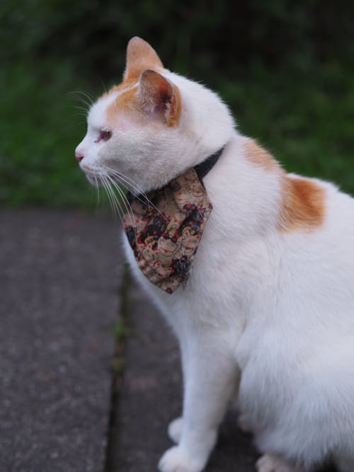 Kostenloses Stock Foto zu bandana, haustier, katze