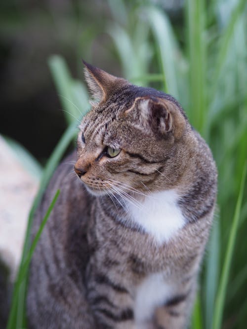 Kostenloses Stock Foto zu gefleckt, haustier, katze