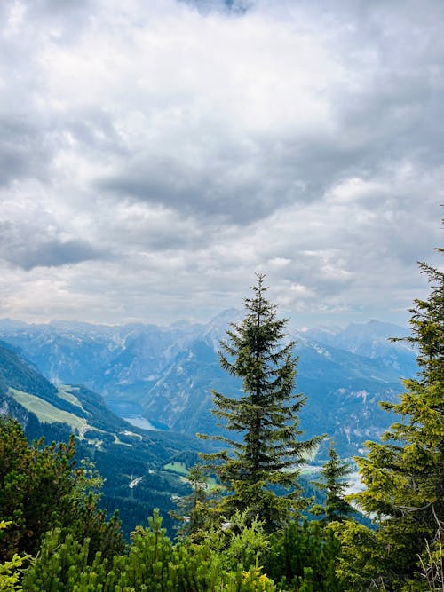 Scenic View of Coniferous Trees, Rocky Mountains and a Valley
