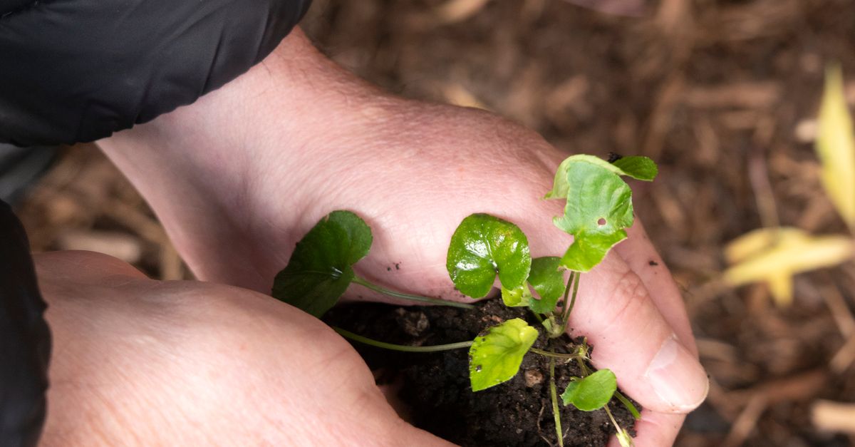 hands holding a small plant or soil