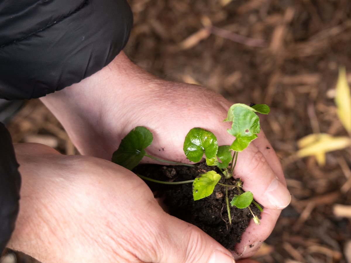 An End-of-Season Garden Cleanup That Sets Up Next Spring
