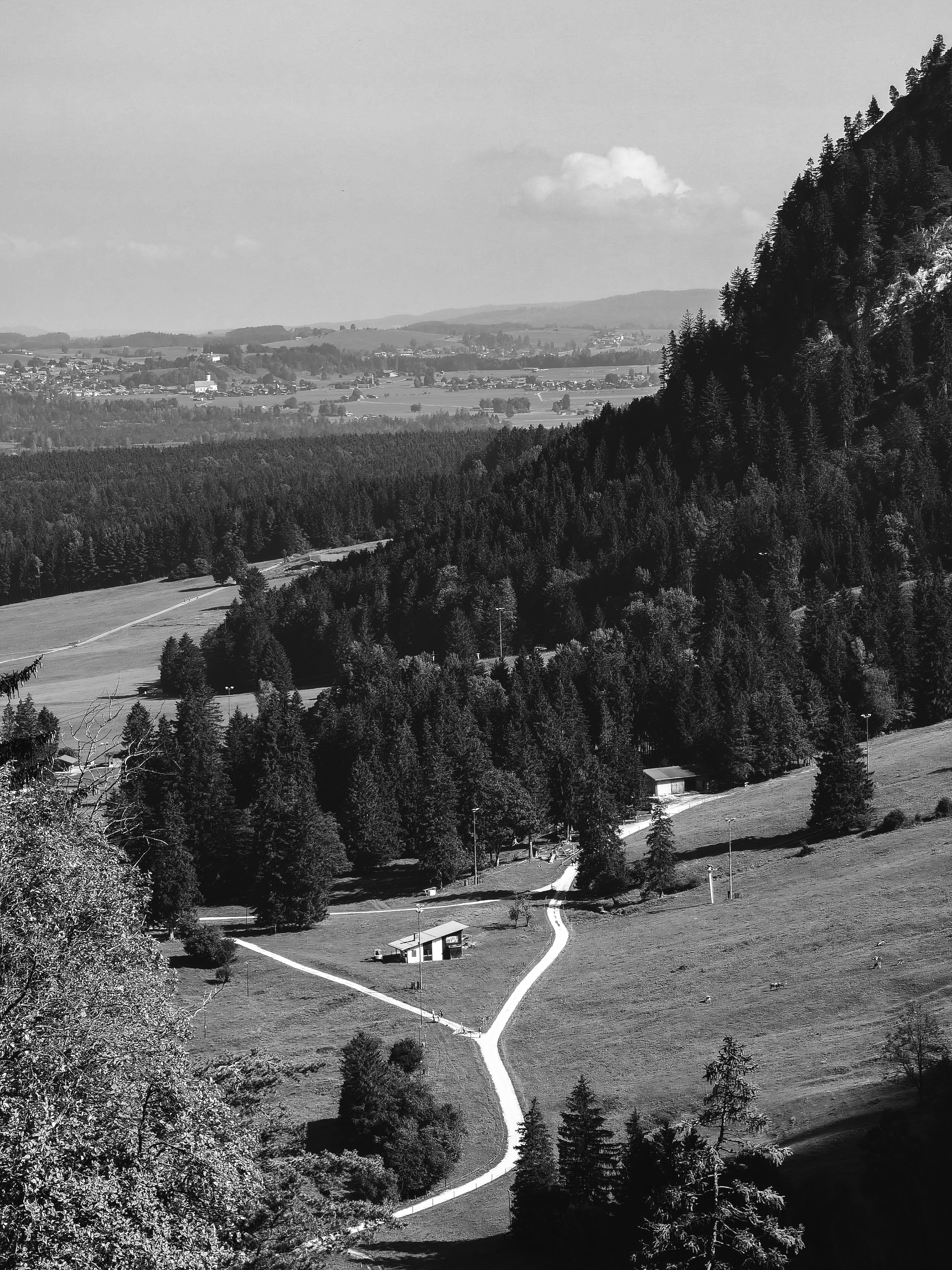 Aerial black and white view of a serene evergreen valley landscape captured in summer.