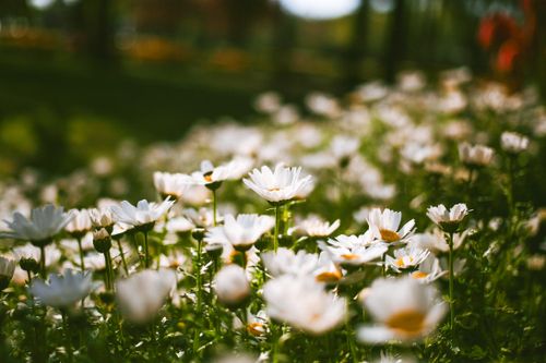 Free Blooming chamomile field in spring, capturing the beauty of nature in İstanbul, Türkiye. Stock Photo