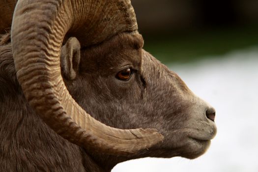 Close-up of a desert bighorn sheep in Radium Hot Springs, BC, showcasing its impressive horns.