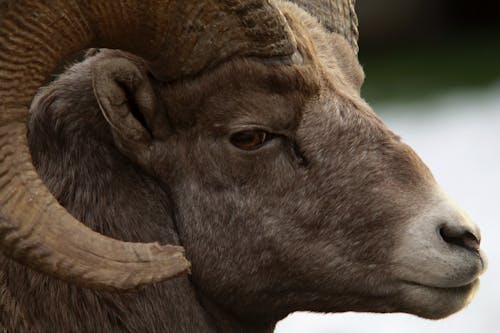 Close-up of a Desert Bighorn Sheep