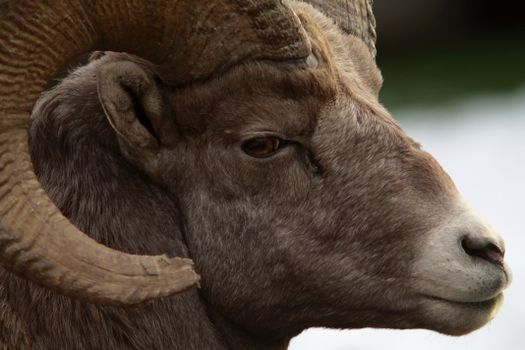Detailed close-up of a desert bighorn sheep at Radium Hot Springs, BC, Canada.