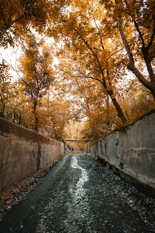 View of a Walkway between Walls and Autumnal Trees