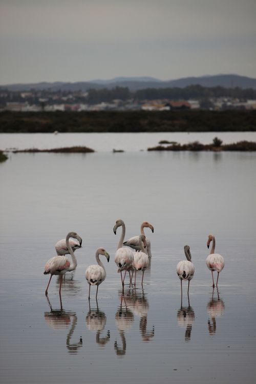 Free A serene scene of flamingos wading in calm waters with a distant landscape backdrop, captured at sunset. Stock Photo