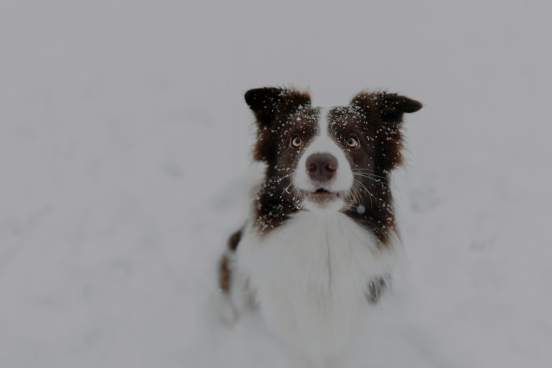 Border Collie in Snow