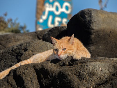 Cat Lying Down on Rocks