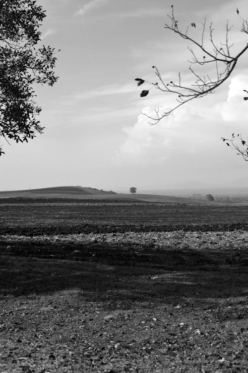 Imagine de stoc gratuită din alb-negru, campii, fotografiere verticală