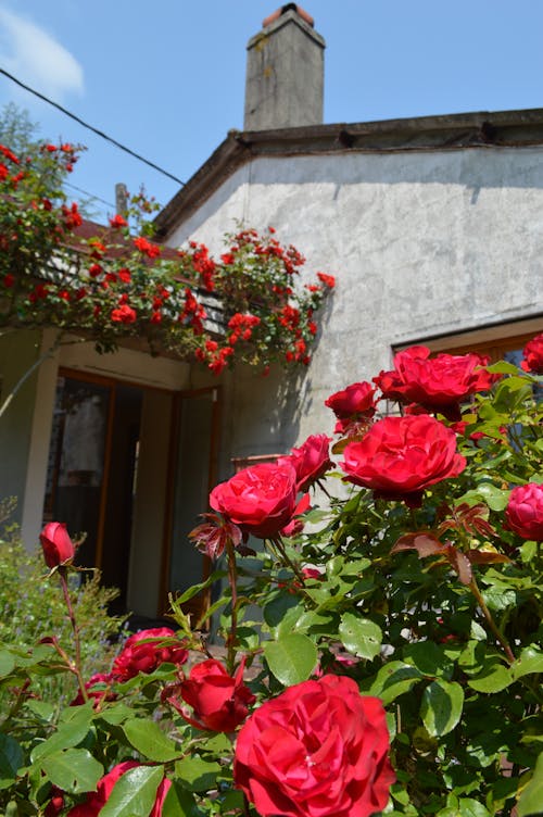 Beautiful French Flora in the Summer