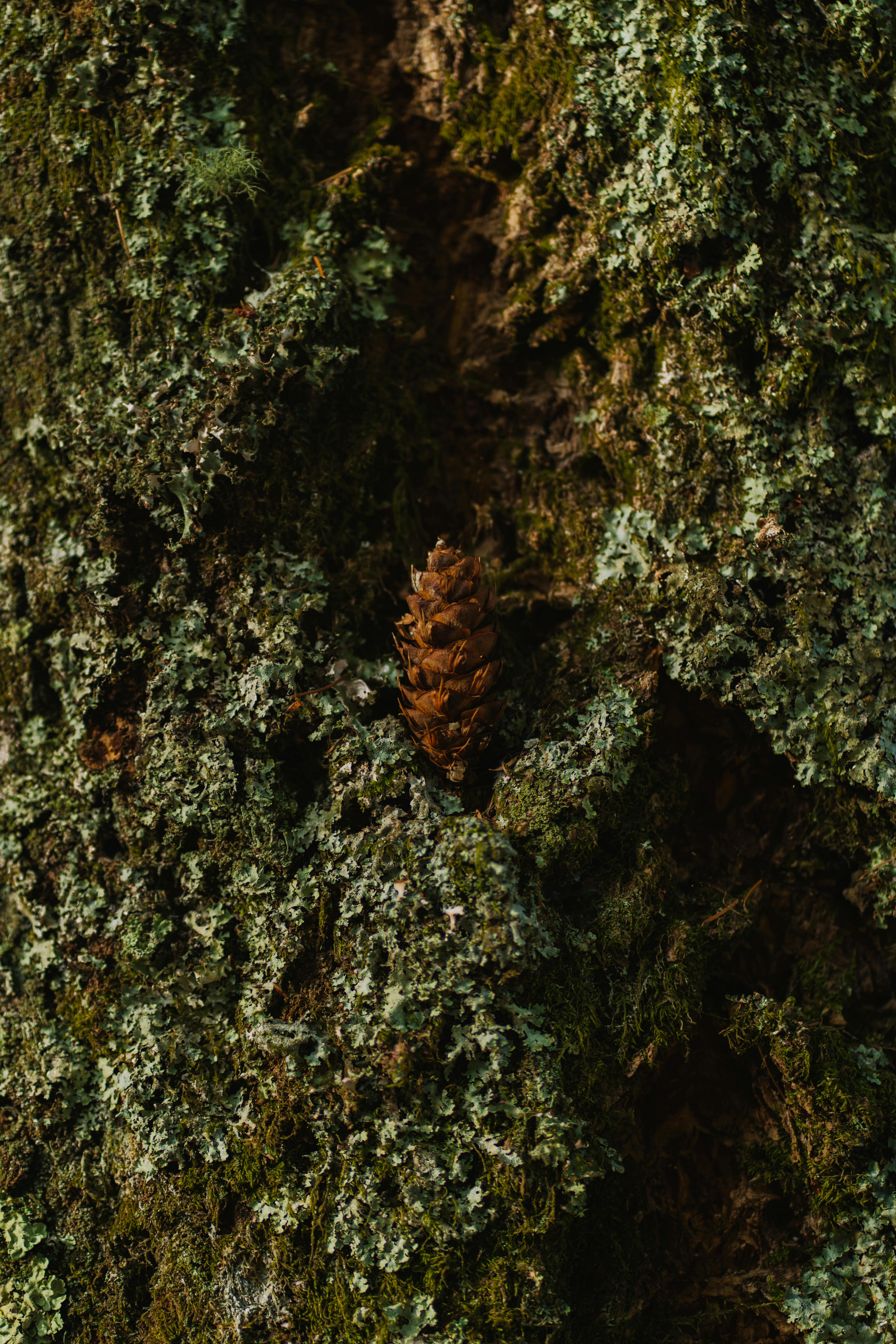 A detailed close-up of tree bark covered in moss with a cone nestled in, in Castro Laboreiro.