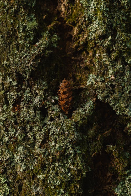 Základová fotografie zdarma na téma borová šiška, detail, kůra