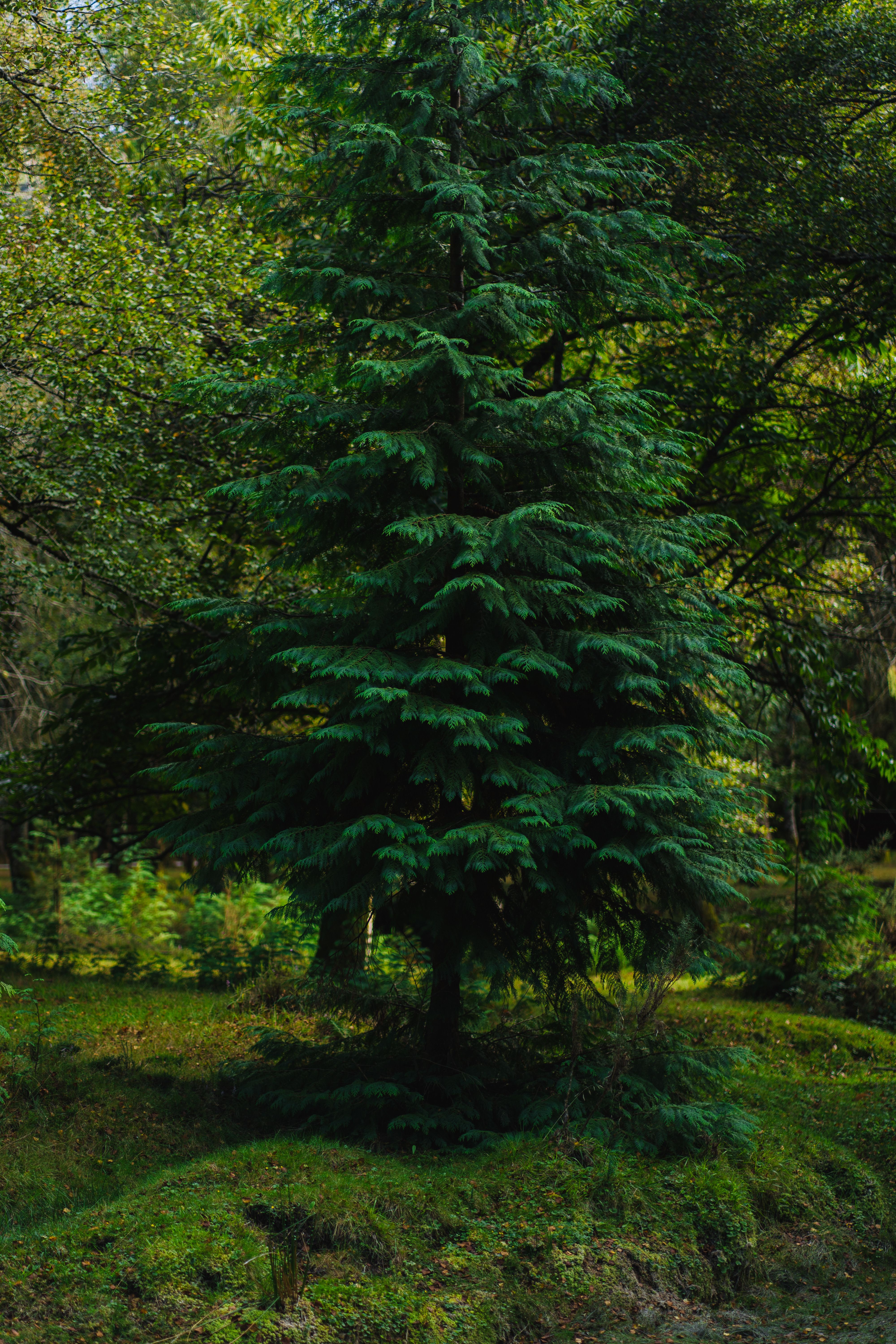 Green Trees in Forest · Free Stock Photo