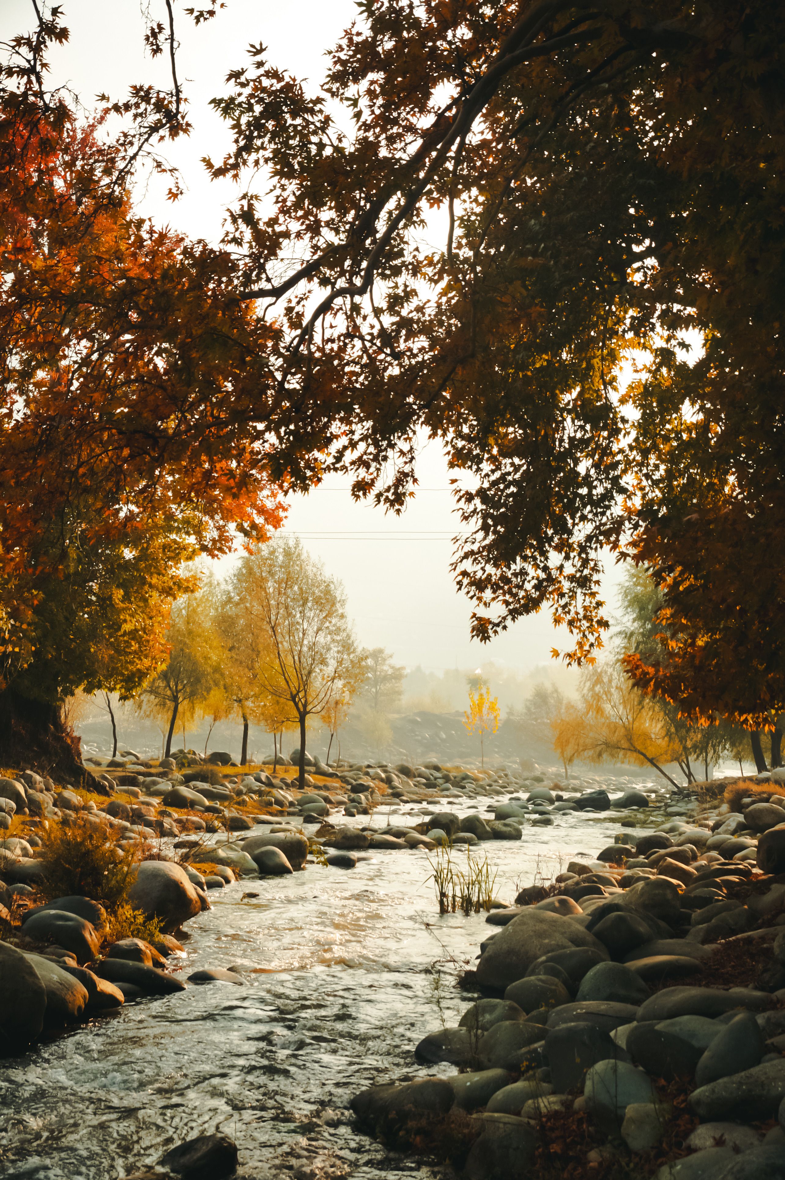 Autumn Trees around Stream · Free Stock Photo